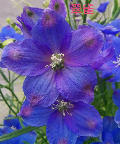 小众送妈妈的花有哪些花