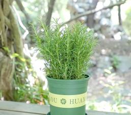 小众送妈妈的花有哪些花