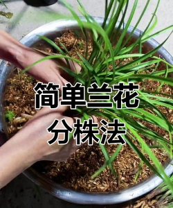 小众送妈妈的花有哪些花