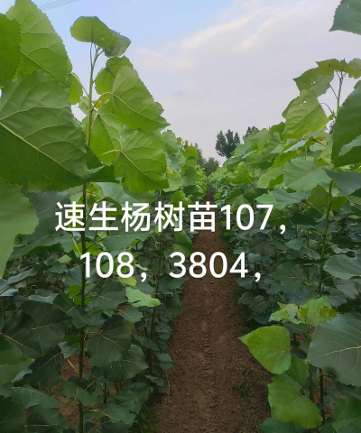 速生杨5年能长多粗