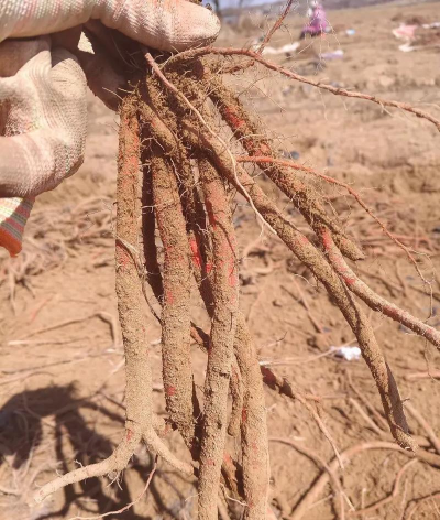 丹参当年不挖第二年才挖好不