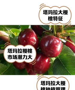 塔玛拉大樱桃品种介绍