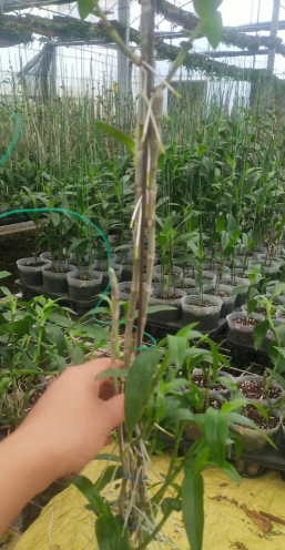 檀香树苗的种植方法