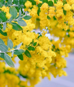 小众送妈妈的花有哪些花