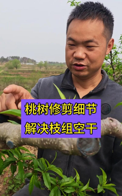 桃树修剪技术