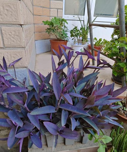 小众送妈妈的花有哪些花