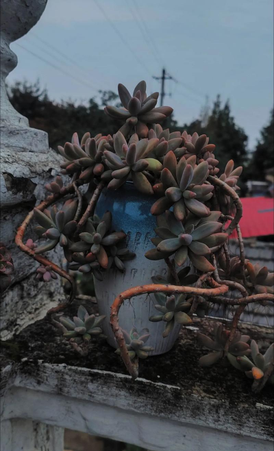 小众送妈妈的花有哪些花