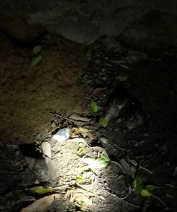 小众送妈妈的花有哪些花