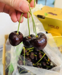 小众送妈妈的花有哪些花