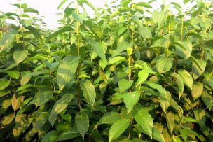 小众送妈妈的花有哪些花