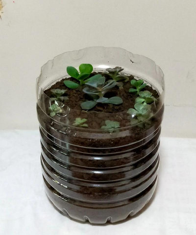 小众送妈妈的花有哪些花