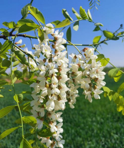 小众送妈妈的花有哪些花