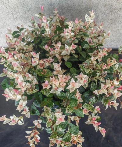 小众送妈妈的花有哪些花