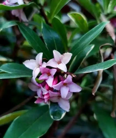 小众送妈妈的花有哪些花