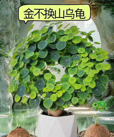 山乌龟能不能种家里