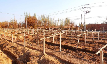 小众送妈妈的花有哪些花