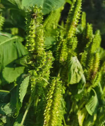 小众送妈妈的花有哪些花