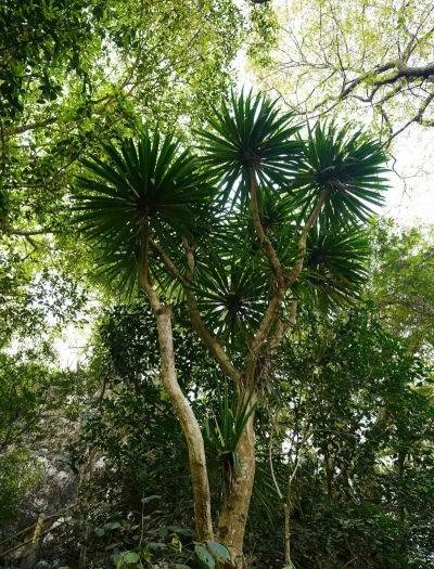 小众送妈妈的花有哪些花