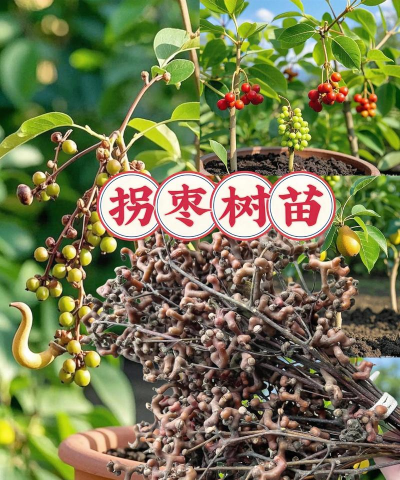 拐枣树苗适合哪里种植