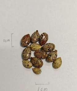 蓖麻种子在哪里买