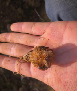 小众送妈妈的花有哪些花