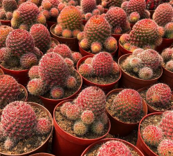 小众送妈妈的花有哪些花