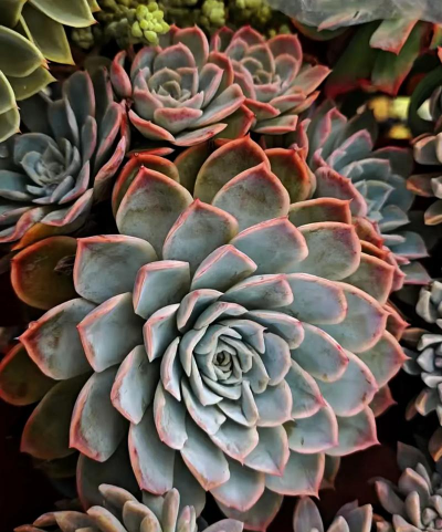 小众送妈妈的花有哪些花