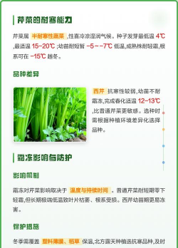 芹菜耐寒多少度