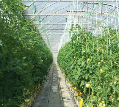 小众送妈妈的花有哪些花