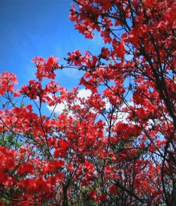 小众送妈妈的花有哪些花