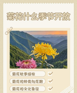 小众送妈妈的花有哪些花