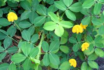 小众送妈妈的花有哪些花