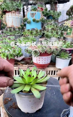 小众送妈妈的花有哪些花