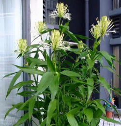 小众送妈妈的花有哪些花