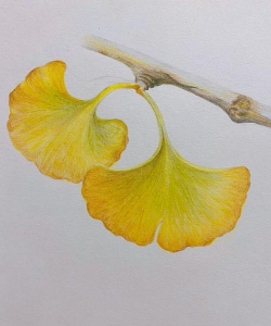 银杏叶画法