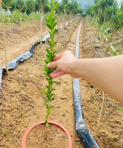 德州独杆黄杨怎么种植的