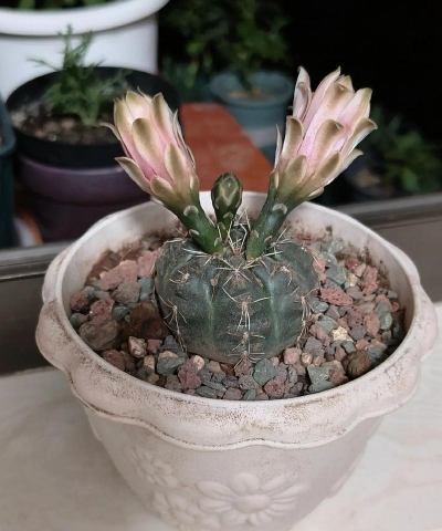 小众送妈妈的花有哪些花