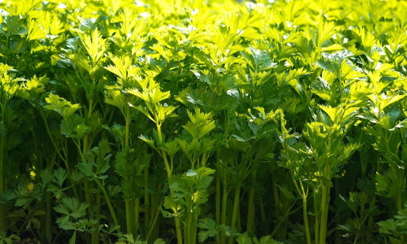 小众送妈妈的花有哪些花