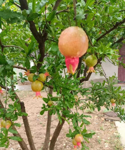 小众送妈妈的花有哪些花