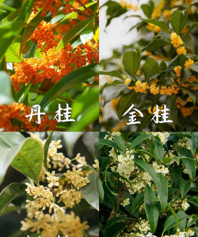 小众送妈妈的花有哪些花