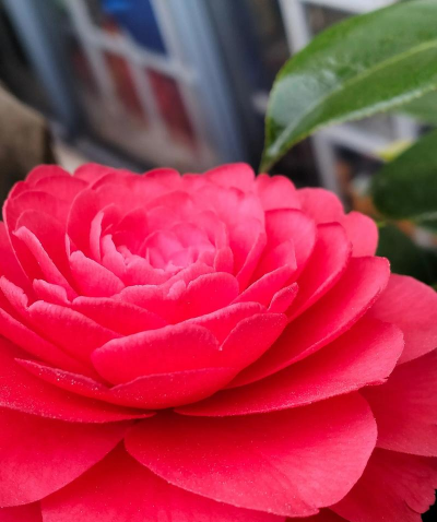 小众送妈妈的花有哪些花