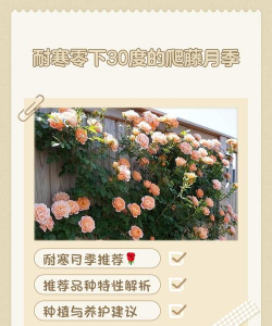 小众送妈妈的花有哪些花