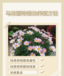 玛格丽特花怎么种植