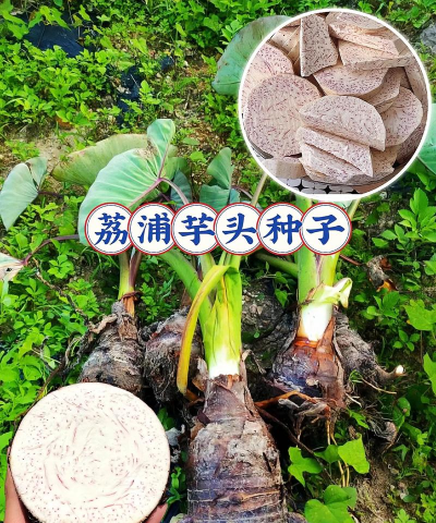 荔浦芋头怎么留种子