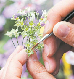 小众送妈妈的花有哪些花