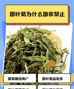 甜叶菊国家为什么不推广