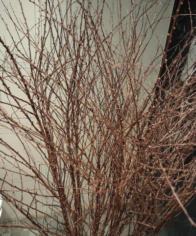 小众送妈妈的花有哪些花