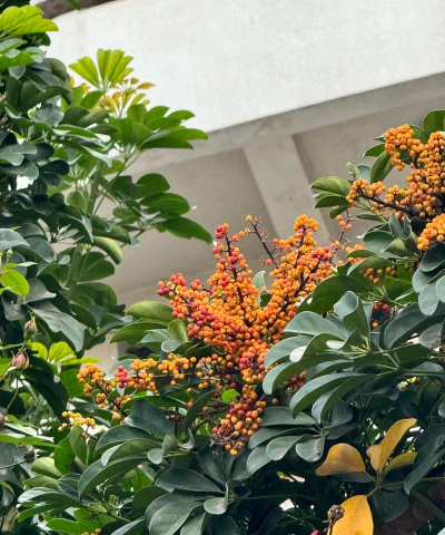 小众送妈妈的花有哪些花