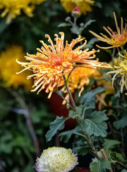 农历十月开什么花