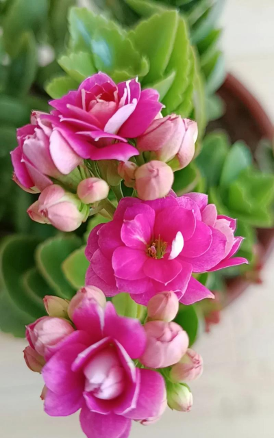 小众送妈妈的花有哪些花